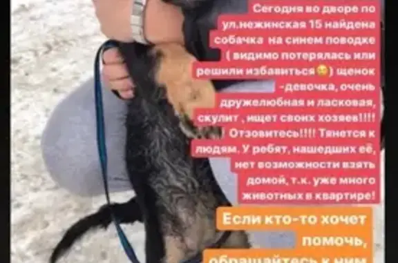 Найдена ласковая собака на Нежинской улице в Уфе