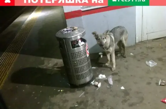 Собака найдена на ст. Рижского направления, Москва