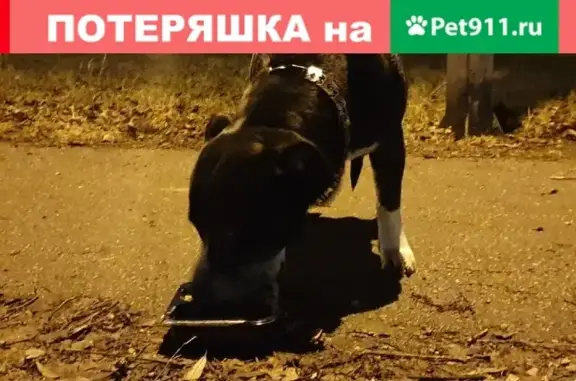 Найдена собака Метис стафа на Гражданском проспекте, Санкт-Петербург