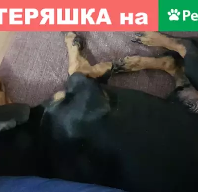 Найдена собака такса в Ульяновске