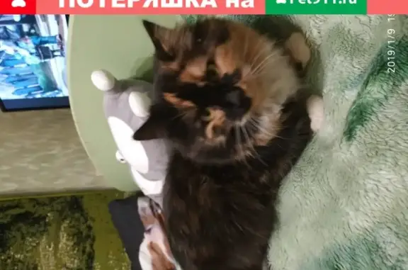 Кошки потеряшки, Елец, фото: Потеряшка кошка на ул. Костенко, 42б, Елец.