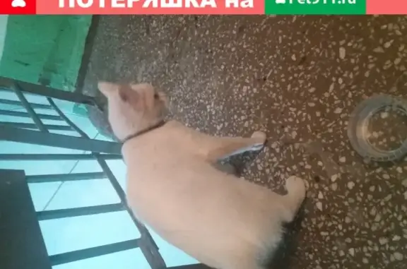 Найдена кошка с ошейником на улице Ивана Черных, 115