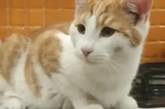 Найден домашний котик на ул. Дзержинского в поселке Загорянский