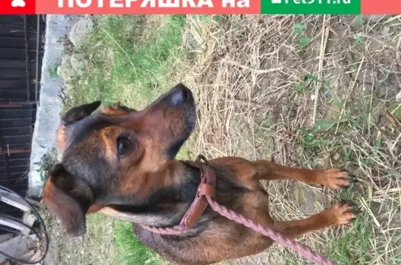 Найдена собака в центре Сочи, ищем хозяев
