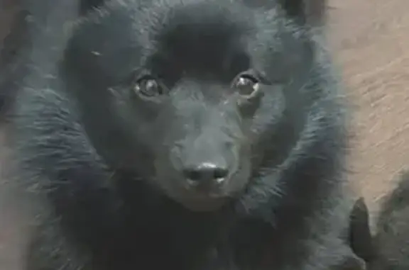 Собаки потеряшки, Верхняя Пышма, фото: Потеряшка собака на ул. Балтымская, Верхняя Пышма.