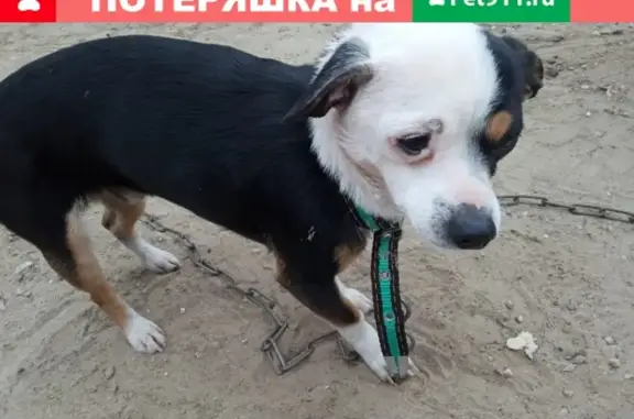 Собака найдена у завода им. Ермана, Кировский район.