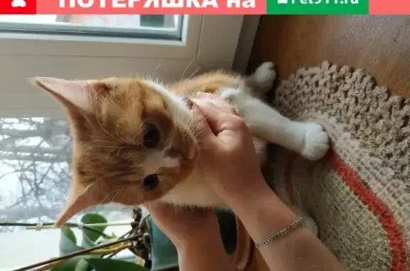 Найдена кошка на ул. Осьмова, Гусь-Хрустальный
