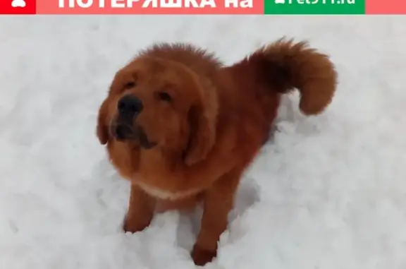 Пропала собака в Оренбурге, район Ростоши, мальчик 11 мес.