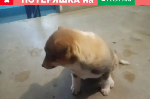 Собака найдена на Комсомольском 12 в Томске.