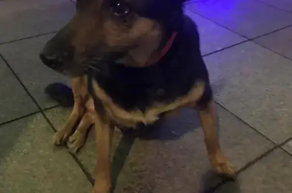 Потерянная собака в Басманном районе, ул. Жуковского
