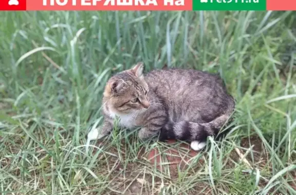 Пропала кошка Тиша в Улан-Удэ