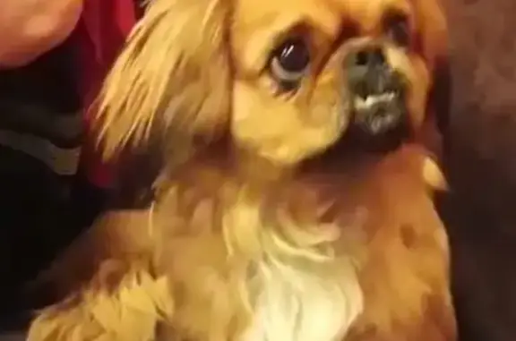 Пропала собака породы пекинес во Владикавказе