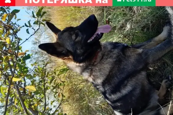 Пропала собака Боцман в поселке Рассвет, Ростовская область