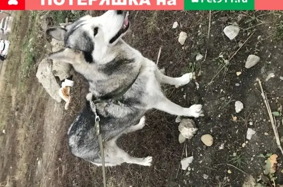 Найдена собака в Краснодаре, улица Суворова