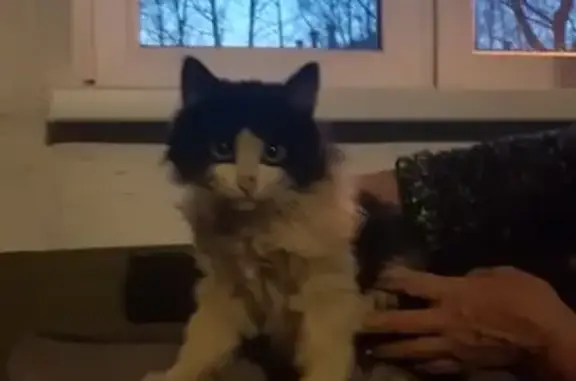 Найден котенок в Нижнем Новгороде, адрес: ул. Машинная д. 37