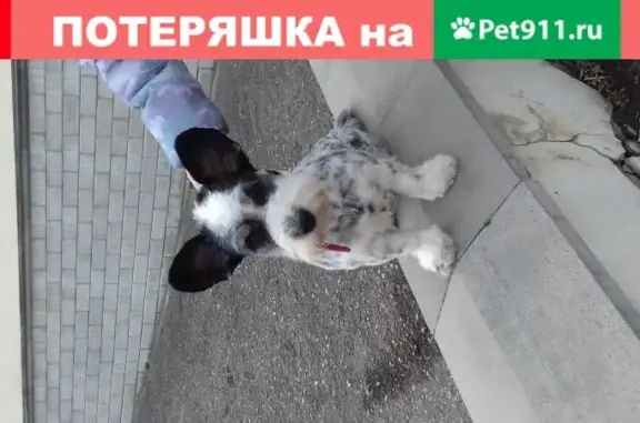 Пропала собака Чуча на ул. Подкумская, Кисловодск
