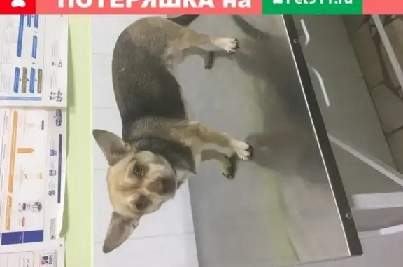 Найдена кошка на трассе Менделеевск-Набережные Челны