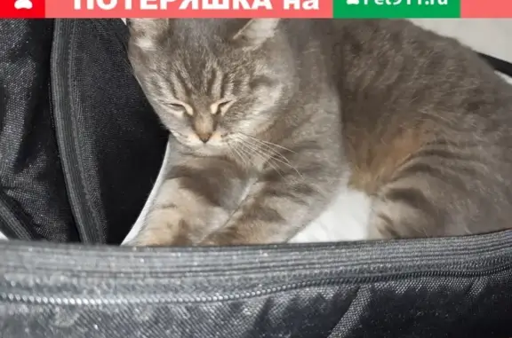 Найдена кошка на Салмышской, ищем хозяев. Оренбург.