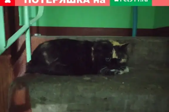 Найдена кошка на ул. Карбышева в Казани