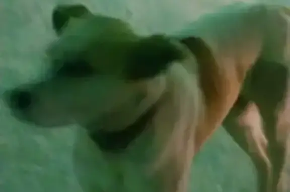 Собака нашла потерявшуюся в Красноярске