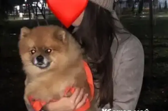 Собаки потеряшки, , фото: Потеряшка собака шпиц в Крымске