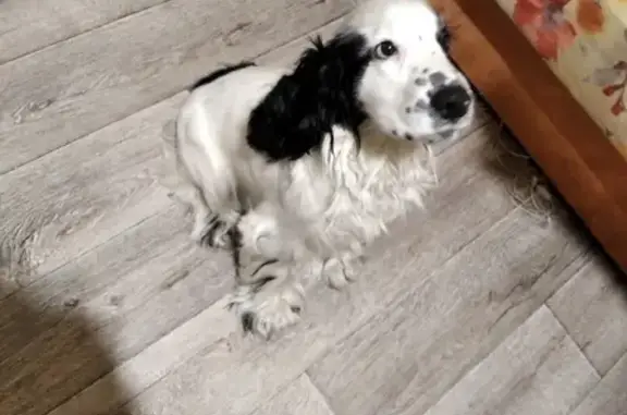 Собака Спаниель найдена на улице Пионер, Кемерово