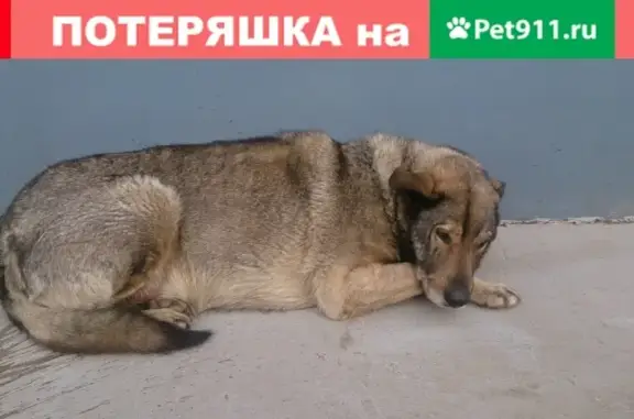 Найдена ухоженная собака в Нижнем Новгороде