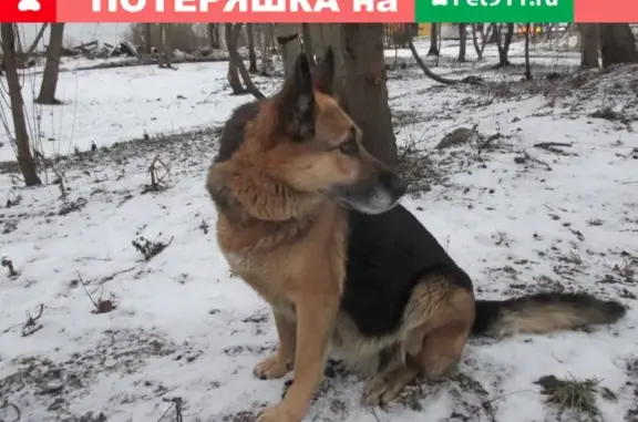 Собака с чипом на ул. Зайцева, 42А, Петрозаводск