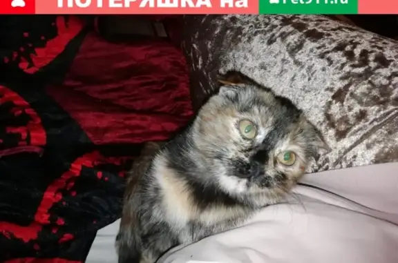 Пропала ласковая кошка в СНТ Восход, Волгоград