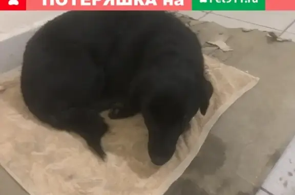 Найдена собака на Проспекте Победы 170 в Оренбурге