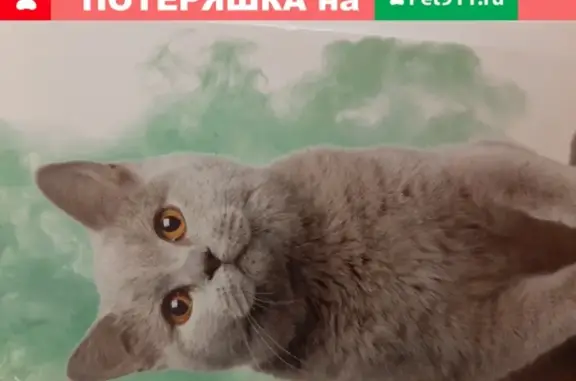Пропала серая британская кошка в Коряково, Костромская обл.