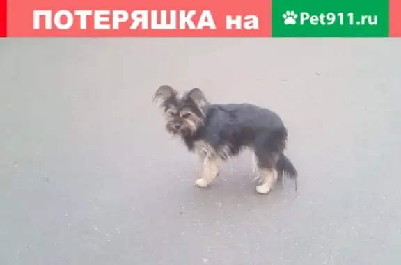 Найдена собака породы Йорк в Чехове