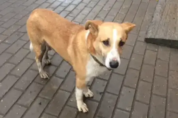 Найдена собака на ул. Первомайская, дом N1