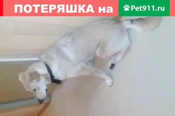 Пропала собака в Кингисеппе на ул. Химиков