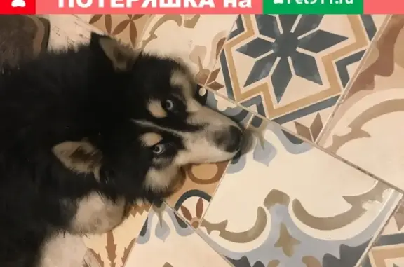 Собака найдена в Подольске на Поливаново