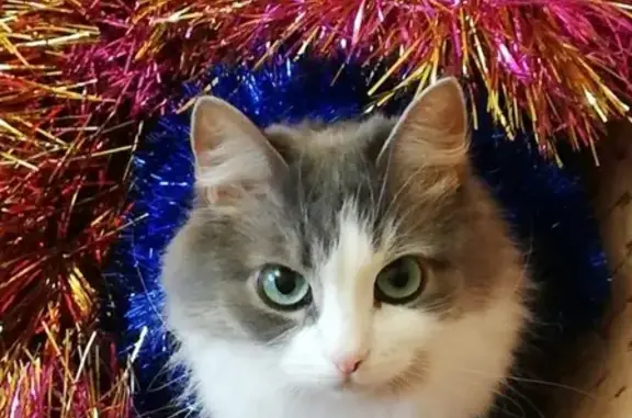 Кошки потеряшки, Тула, фото: Потеряшка кошка на Перекопской, Тула