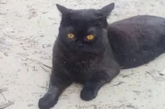 Кошки потеряшки, Нягань, фото: Потеряшка кошка в Нягани, 6 мкр, перезвоните: 8-922 412 20 30