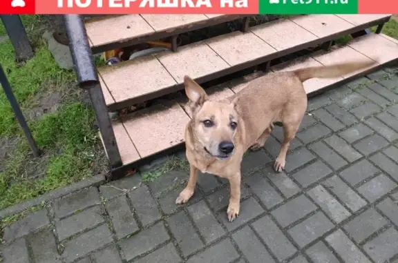Найдена собака на Коломенской улице