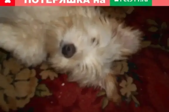 Пропала собака в Колпашево, Томская обл.