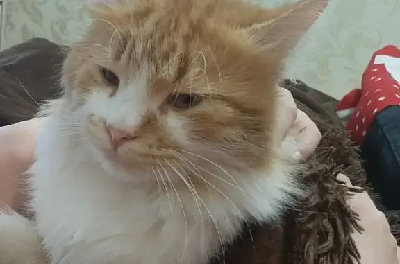 Кошки потеряшки, Таганрог, фото: Потеряшка кот Боря, адрес: Большой пр. 40