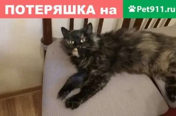 Найдена кошка на ул. Шоссейная в Казани