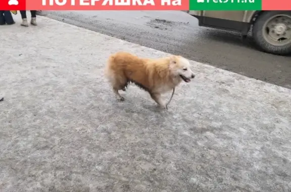 Собака с порванным ошейником не подходит (Уфа, Россия)