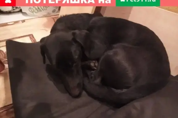 Найдена собака на Маркса 75 в Обнинске