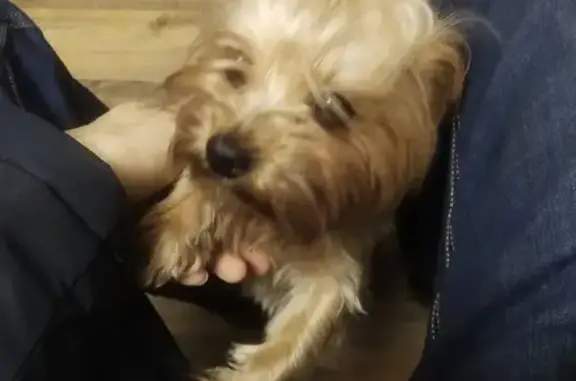 Собака найдена на Ул. Маковского, 10 в Одинцово
