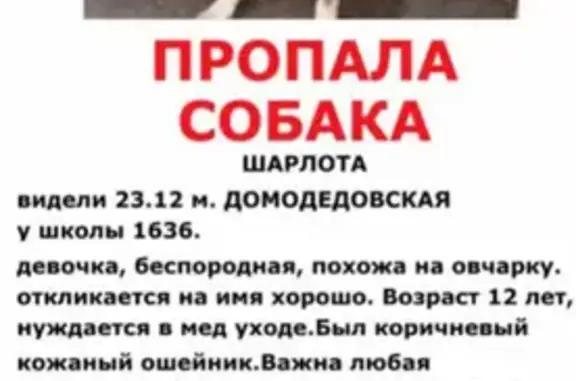 Пропала собака в Москве, ищет хозяйка!