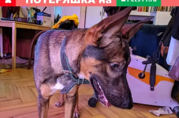 Найдена собака в Москве, Таганском районе на Новоспасском переулке