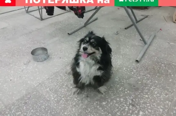 Собака найдена на улице Доржи Банзарова, Иркутск