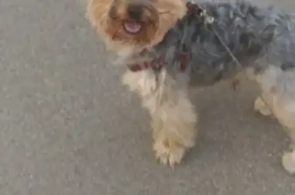 Собаки потеряшки, Калининград, фото: Потеряшка собака в Калининграде в черном комбинезоне