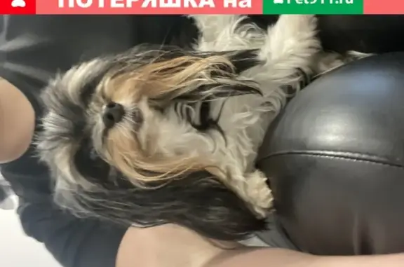Найдена трехцветная собачка с клеймом на Головинском шоссе, Москва