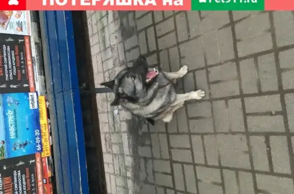 Найдена собака на остановке напротив Империала